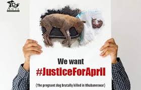 Pregnant dog killed in&nbsp;Bhubaneswar.